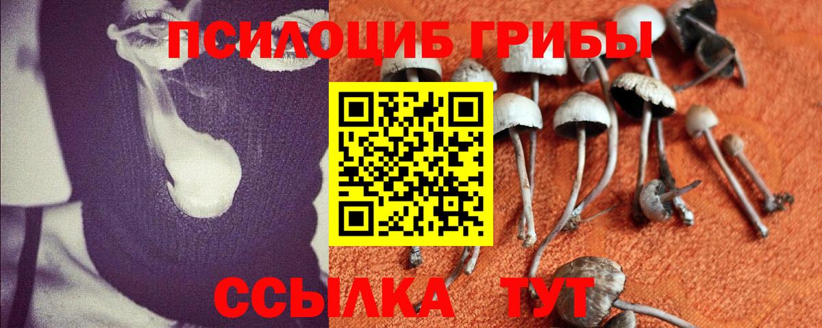 Псилоцибиновые грибы Psilocybine cubensis  где найти   Полысаево  Галлюциногенные грибы прущие грибы 